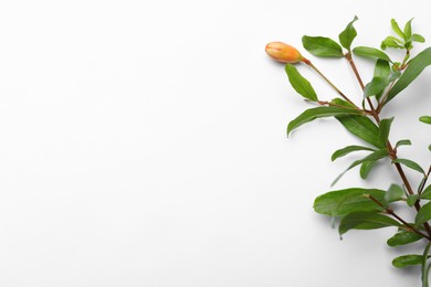 Photo of Pomegranate branch with green leaves and bud on white background, top view. Space for text