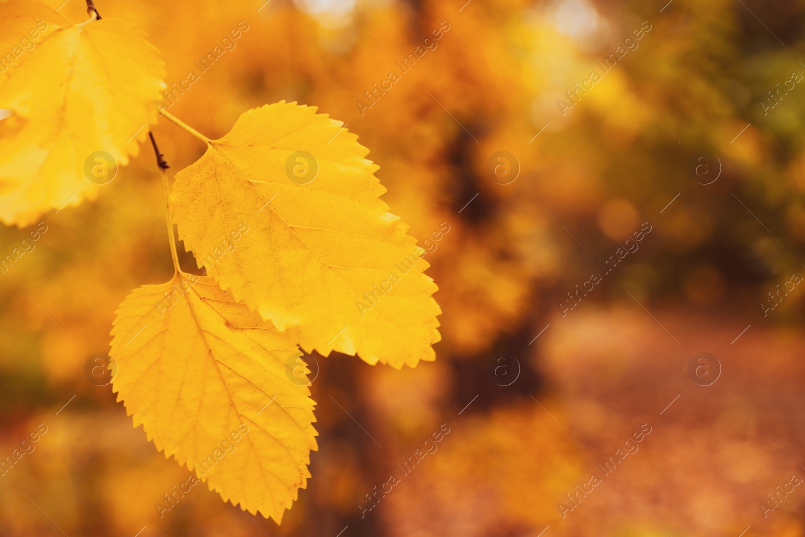 Photo of Tree with bright leaves outdoors on autumn day