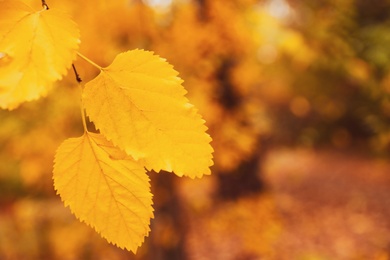 Tree with bright leaves outdoors on autumn day