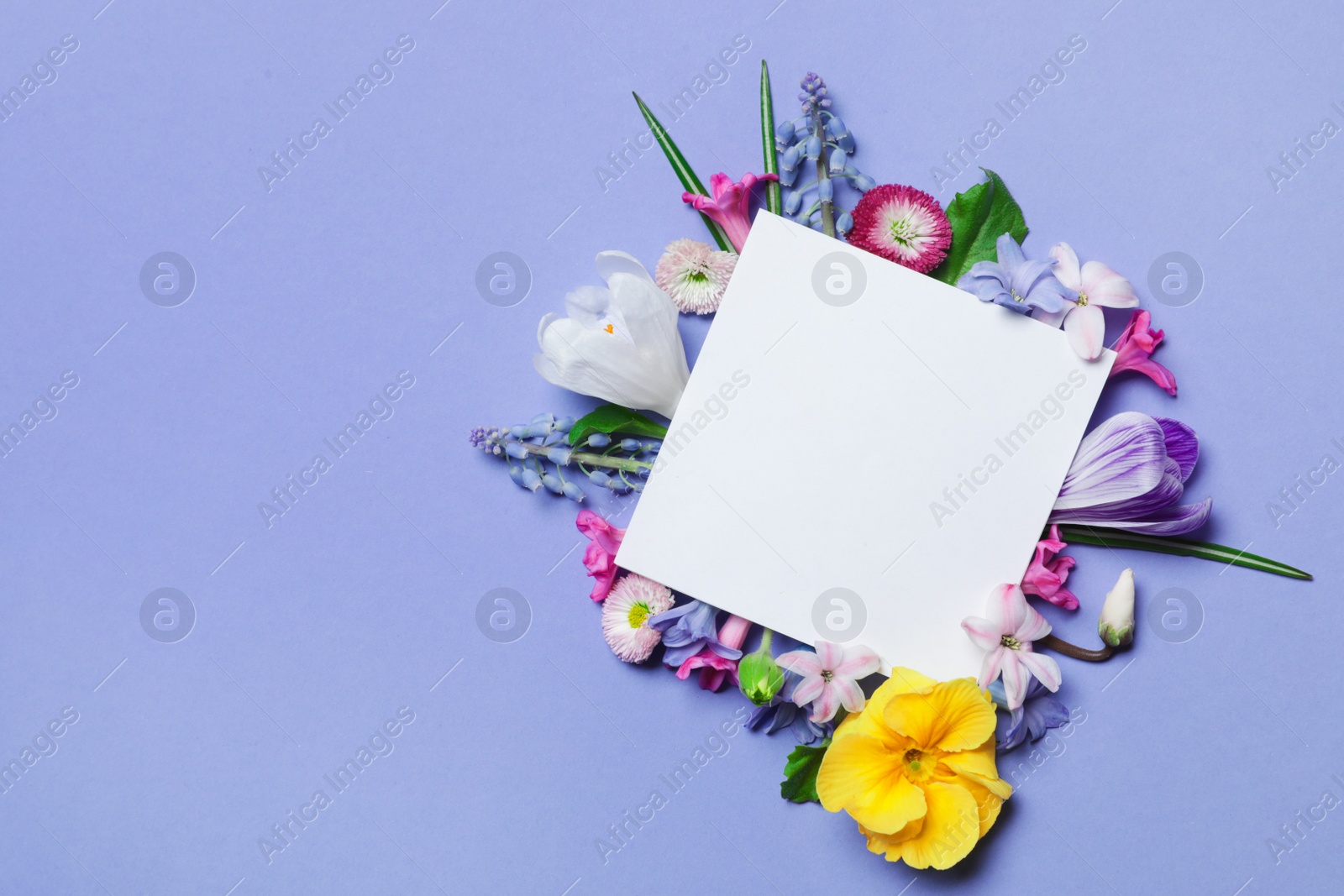 Photo of Flat lay composition with spring hyacinth flowers and blank card on color background, space for text