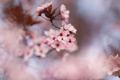 Closeup view of blossoming tree outdoors on spring day