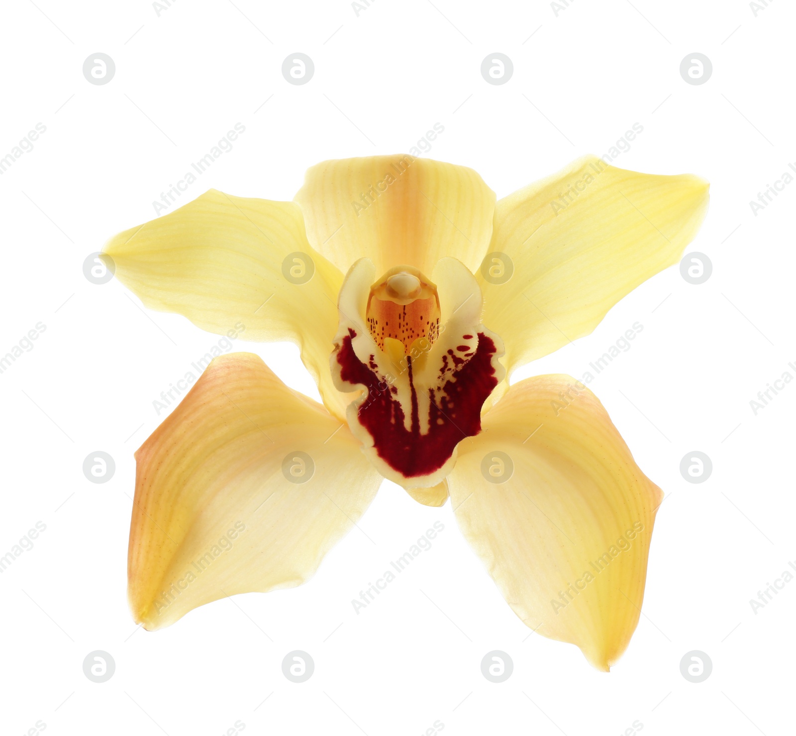 Photo of Beautiful tropical orchid flower on white background