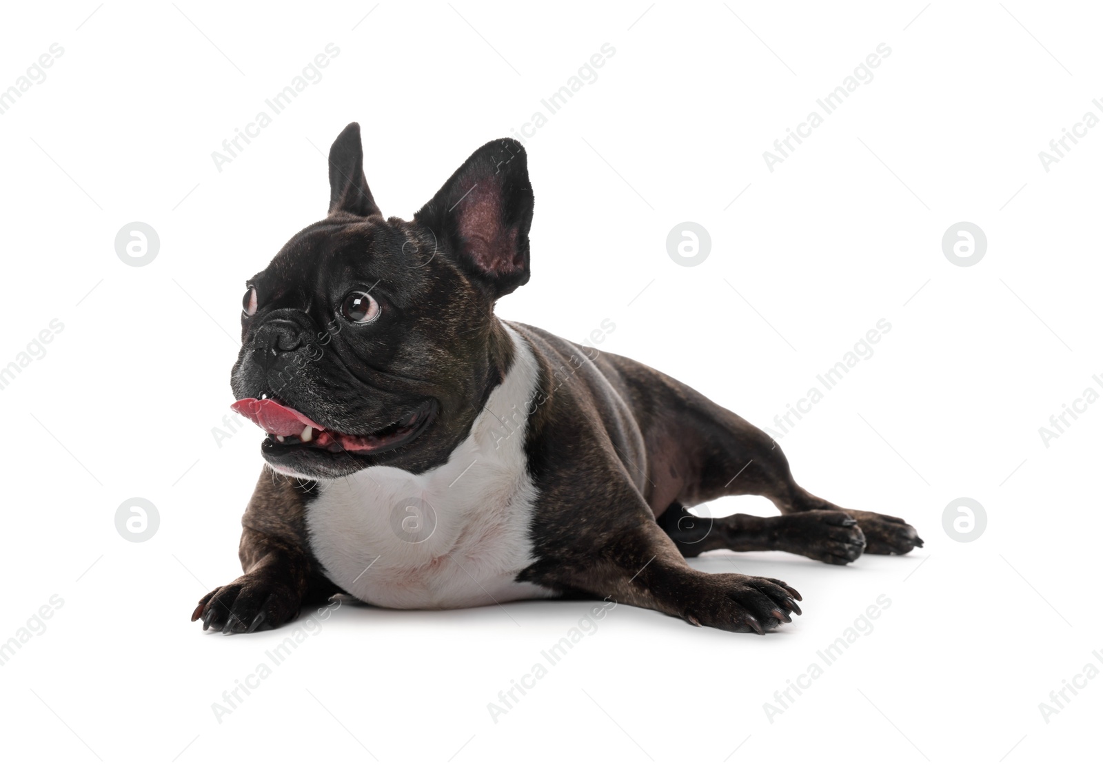 Photo of Adorable French Bulldog on white background. Lovely pet