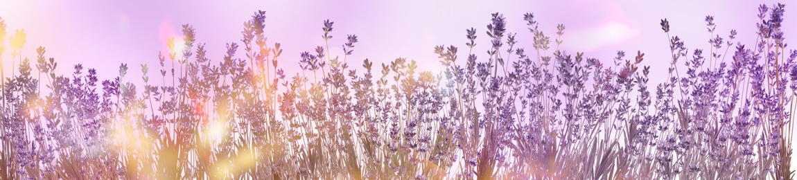 Beautiful sunlit lavender flowers outdoors. Banner design 