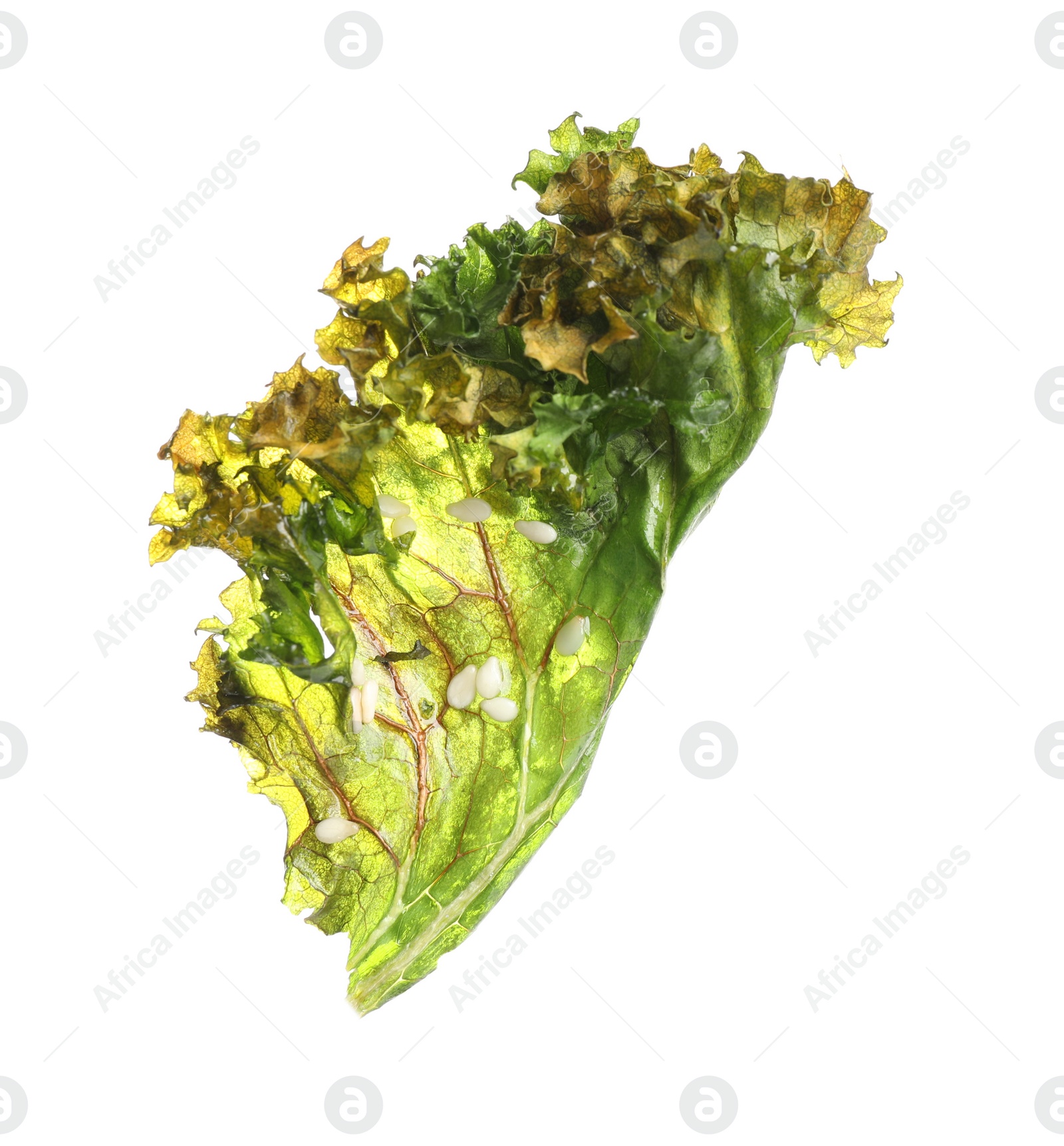 Photo of Tasty baked kale chip isolated on white