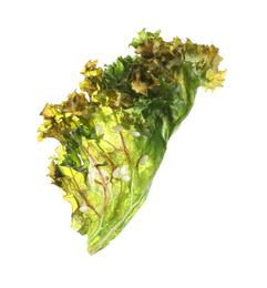 Tasty baked kale chip isolated on white