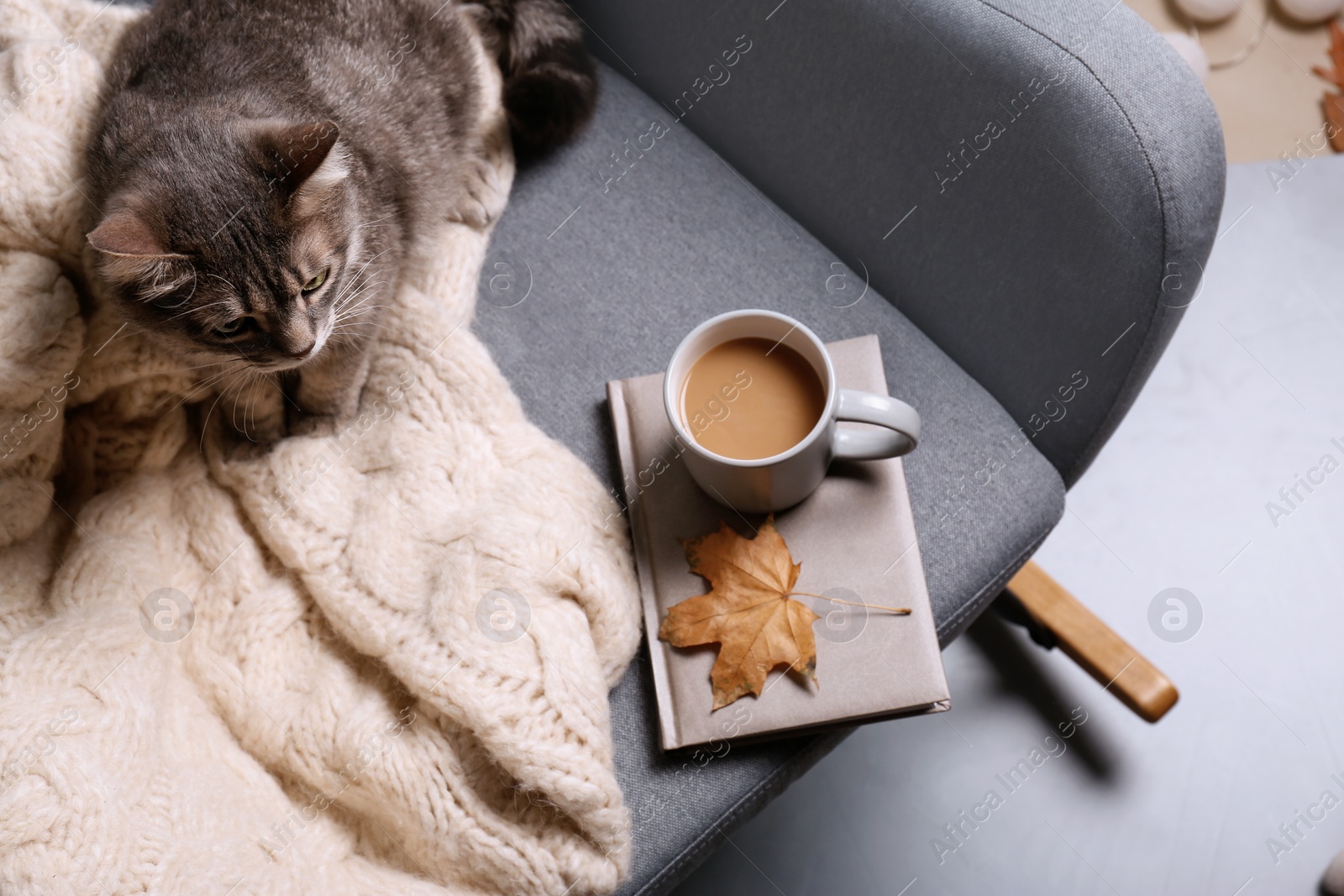 Photo of Cute cat sitting on armchair with warm sweater indoors, flat lay