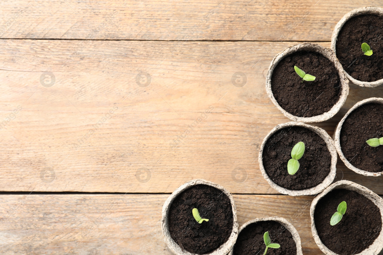 Photo of Young seedlings in peat pots on wooden table, flat lay. Space for text