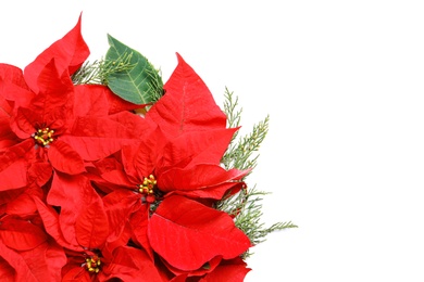 Photo of Flat lay composition with poinsettia and space for text on white background. Traditional Christmas flower