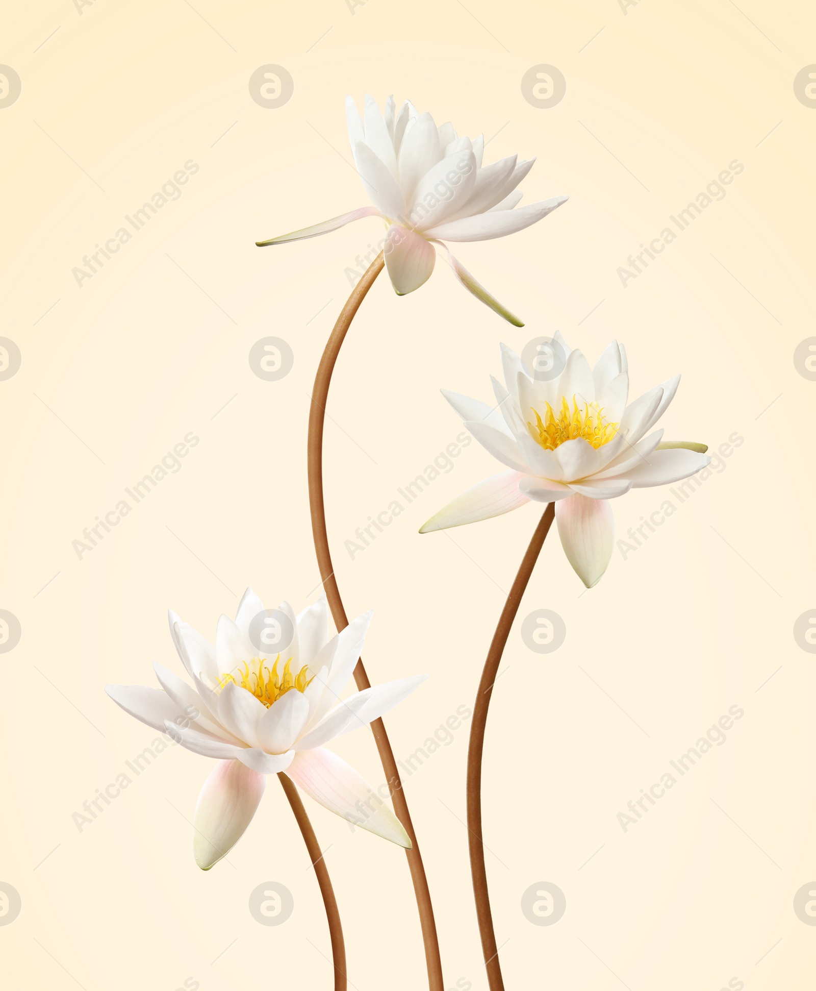 Image of Beautiful lotus flowers with long stems on beige background