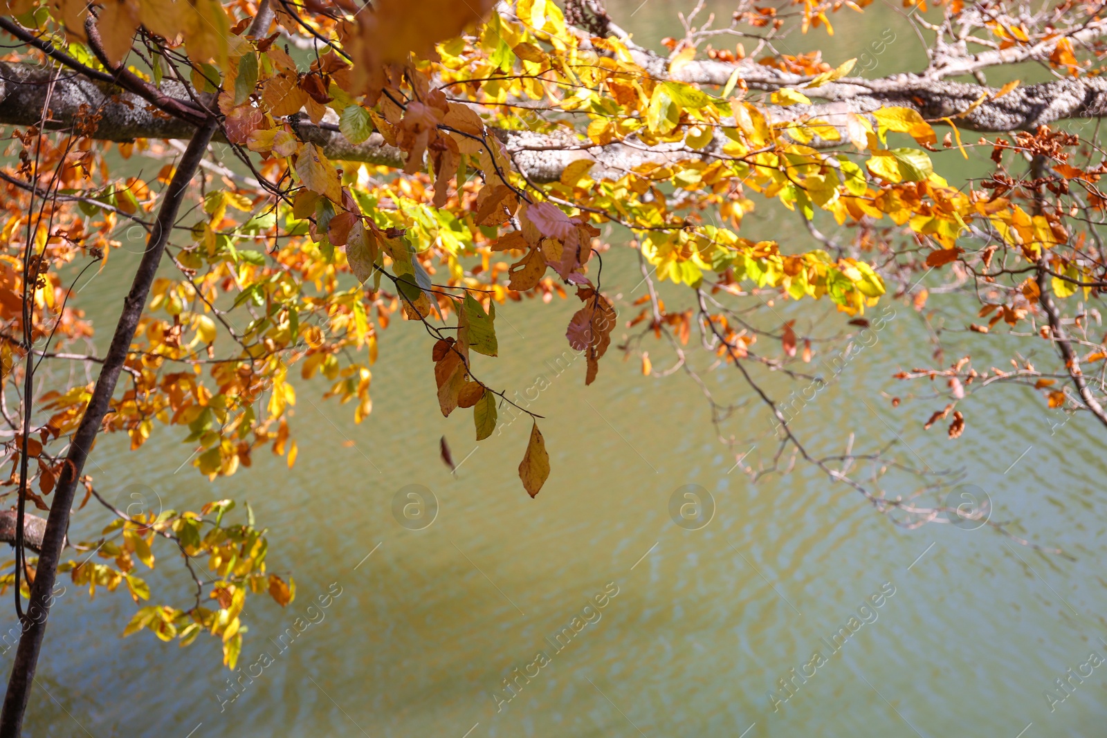 Photo of Tree branches with autumn leaves and pond on background