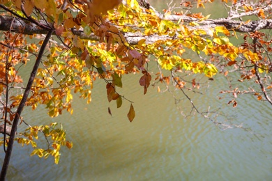 Tree branches with autumn leaves and pond on background