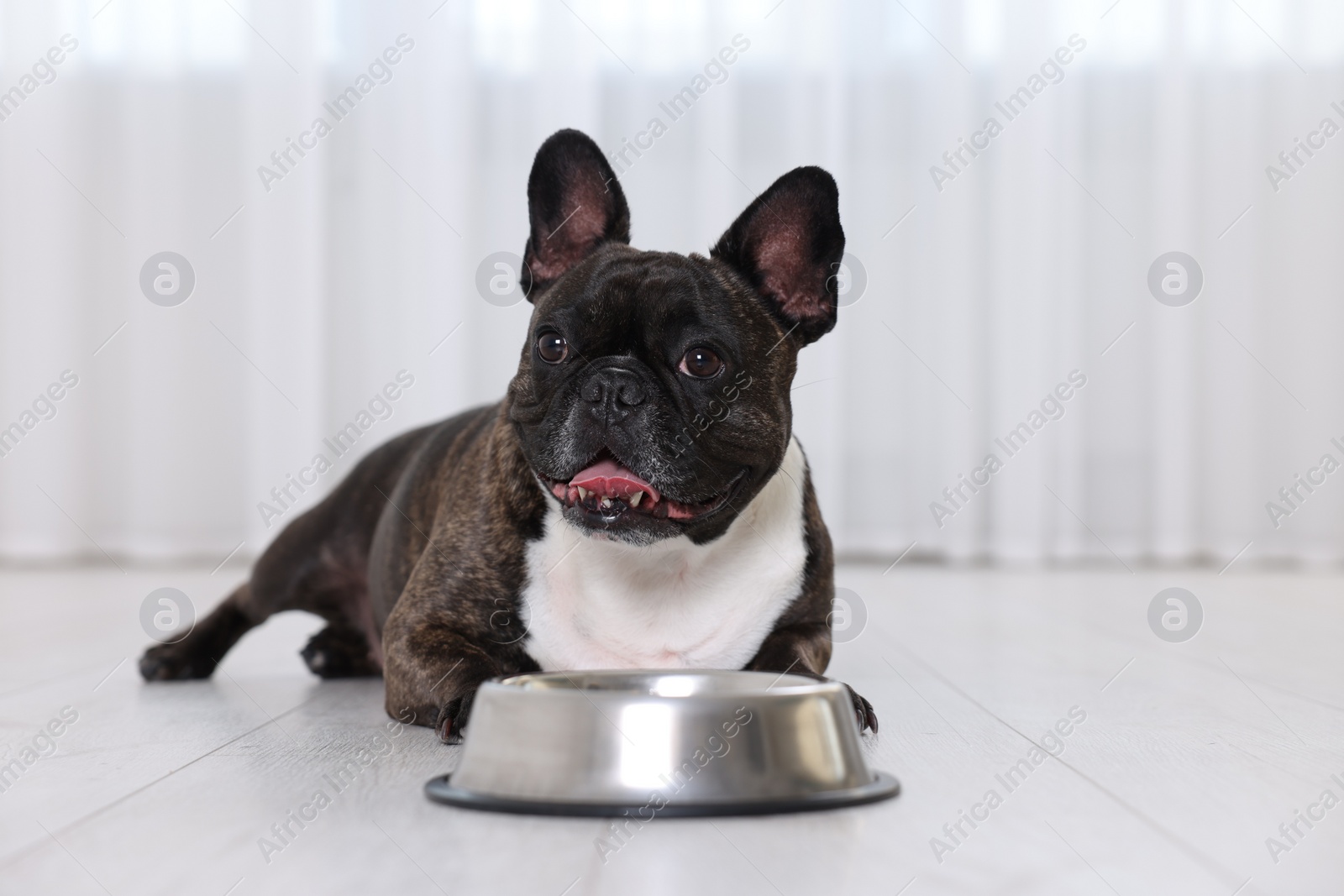 Photo of Adorable French Bulldog near bowl indoors. Lovely pet