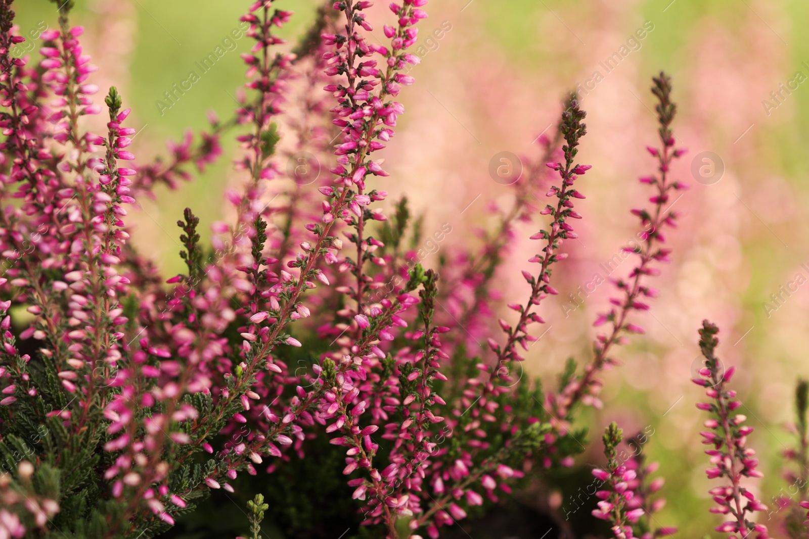 Photo of Heather shrub with beautiful flowers outdoors, closeup