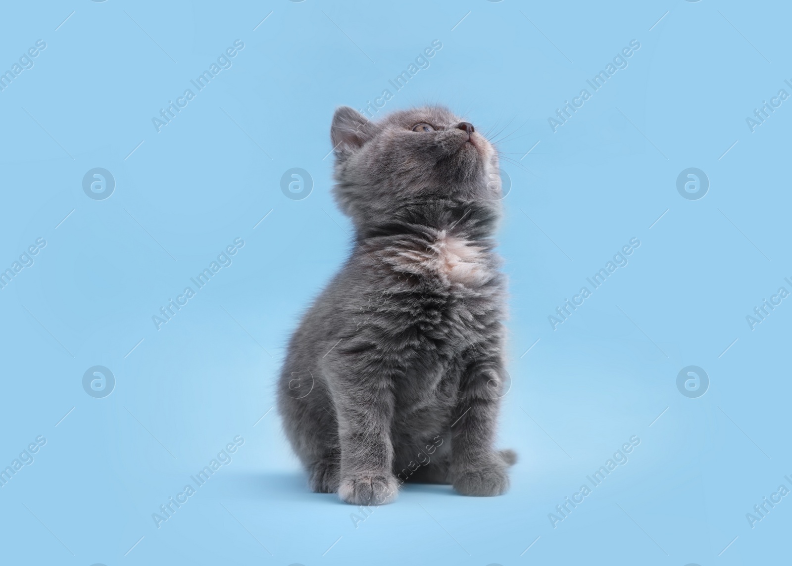 Photo of Cute little grey kitten sitting on light blue background