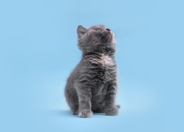 Photo of Cute little grey kitten sitting on light blue background