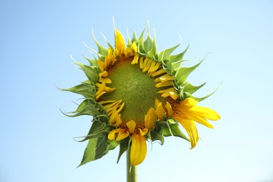 Photo of Beautiful sunflower against blue sky on sunny day