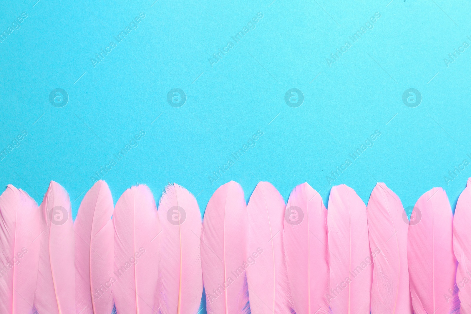 Photo of Beautiful pink feathers on light blue background, flat lay. Space for text