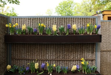 Photo of Different bright flowers in planters on fence outdoors