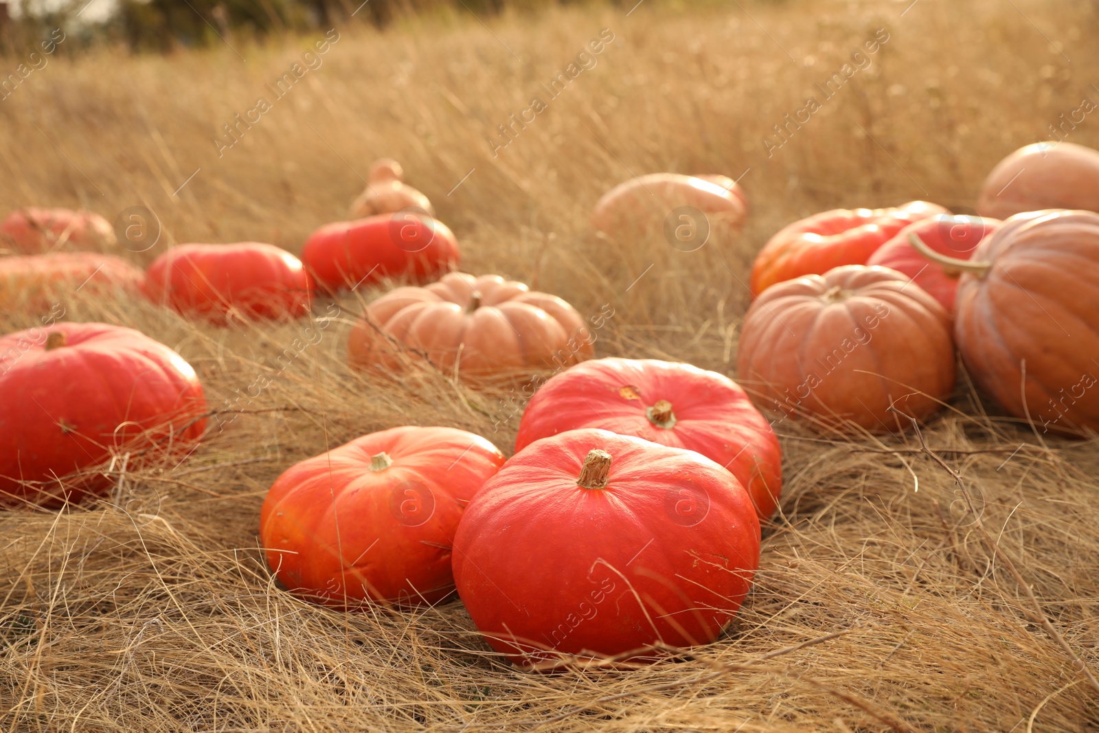 Photo of Ripe orange pumpkins among dry grass in field