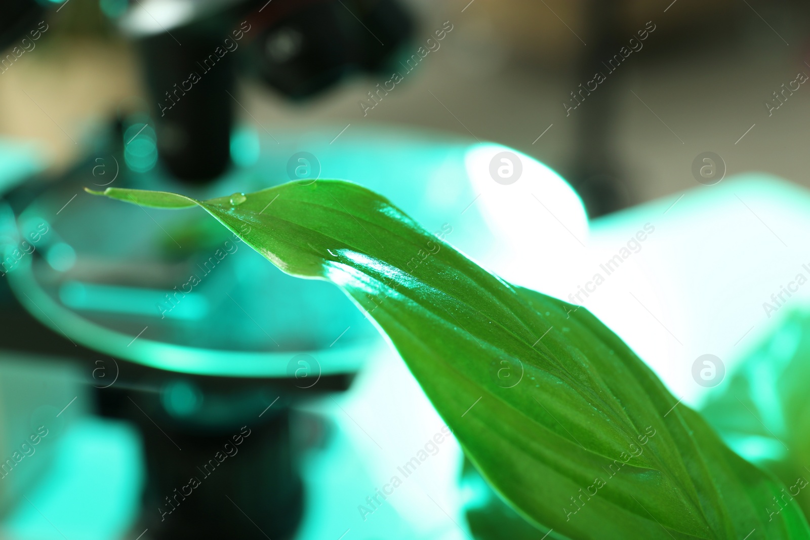 Photo of Green leaf on blurred background, closeup with space for text. Plant chemistry