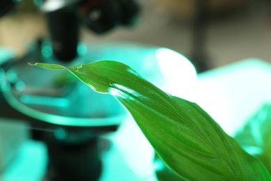 Photo of Green leaf on blurred background, closeup with space for text. Plant chemistry