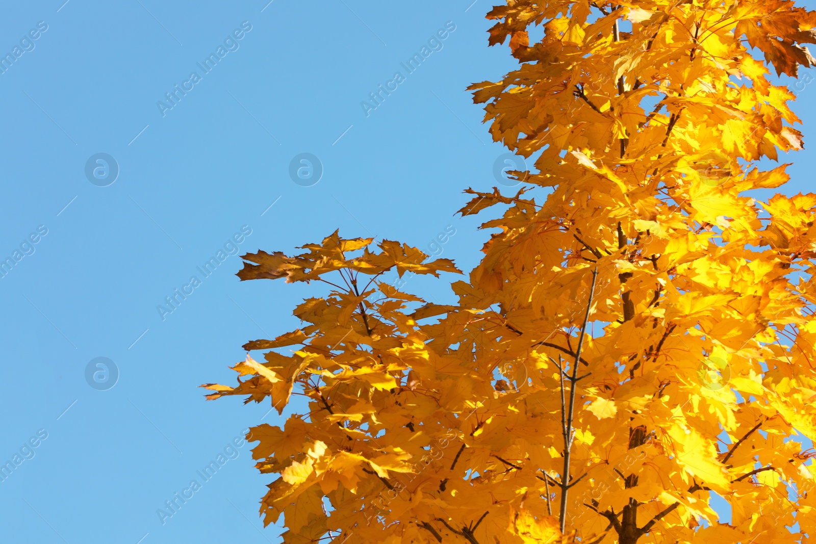 Photo of Maple tree branches with golden leaves against blue sky. Space for text