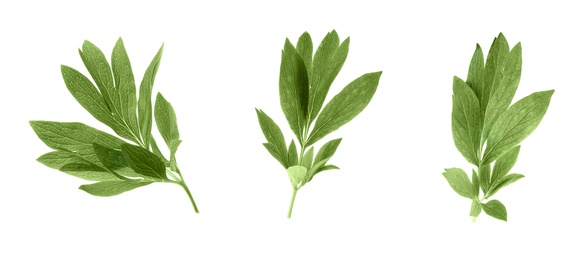 Image of Set of green peony leaves on white background