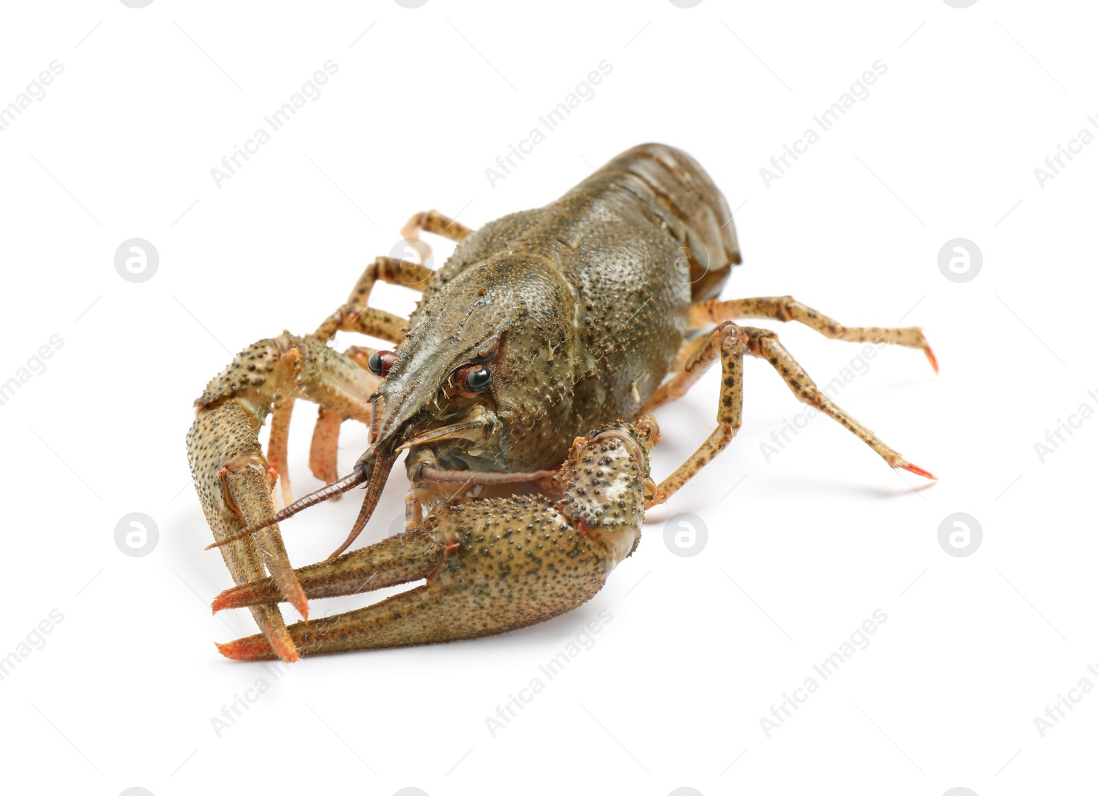 Photo of Fresh raw crayfish isolated on white. Healthy seafood