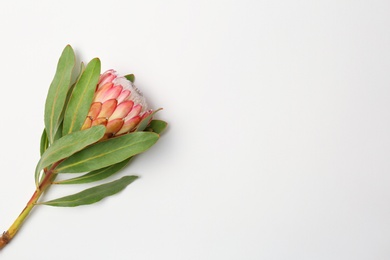 Beautiful protea flower on white background. Tropical plant