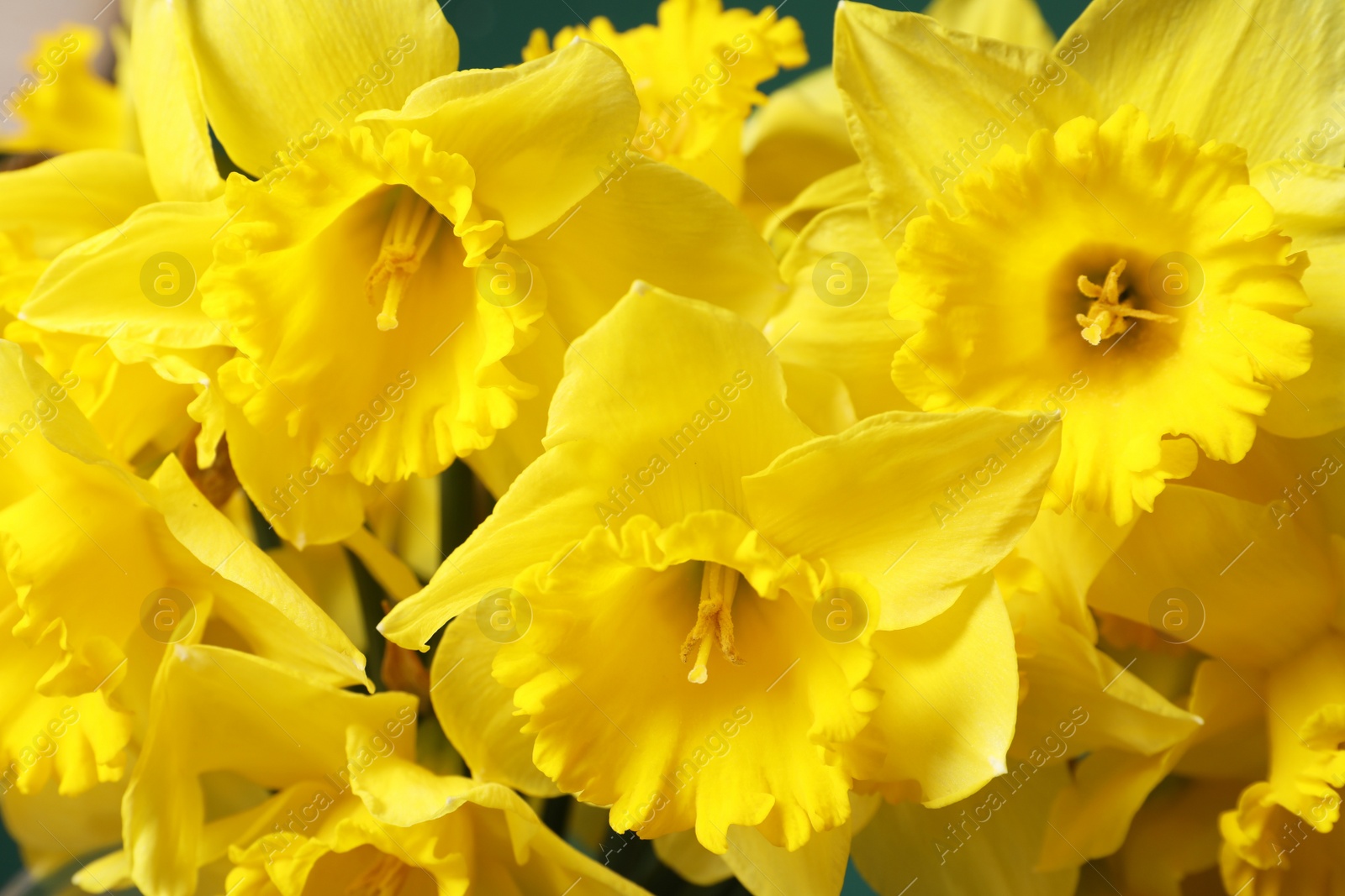 Photo of Beautiful daffodils as background, closeup. Fresh spring flowers