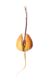 Photo of Avocado pit with sprout and root on white background