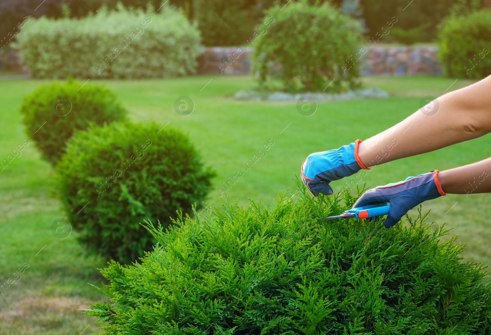 Photo of Woman trimming green bush outdoors, closeup. Home gardening