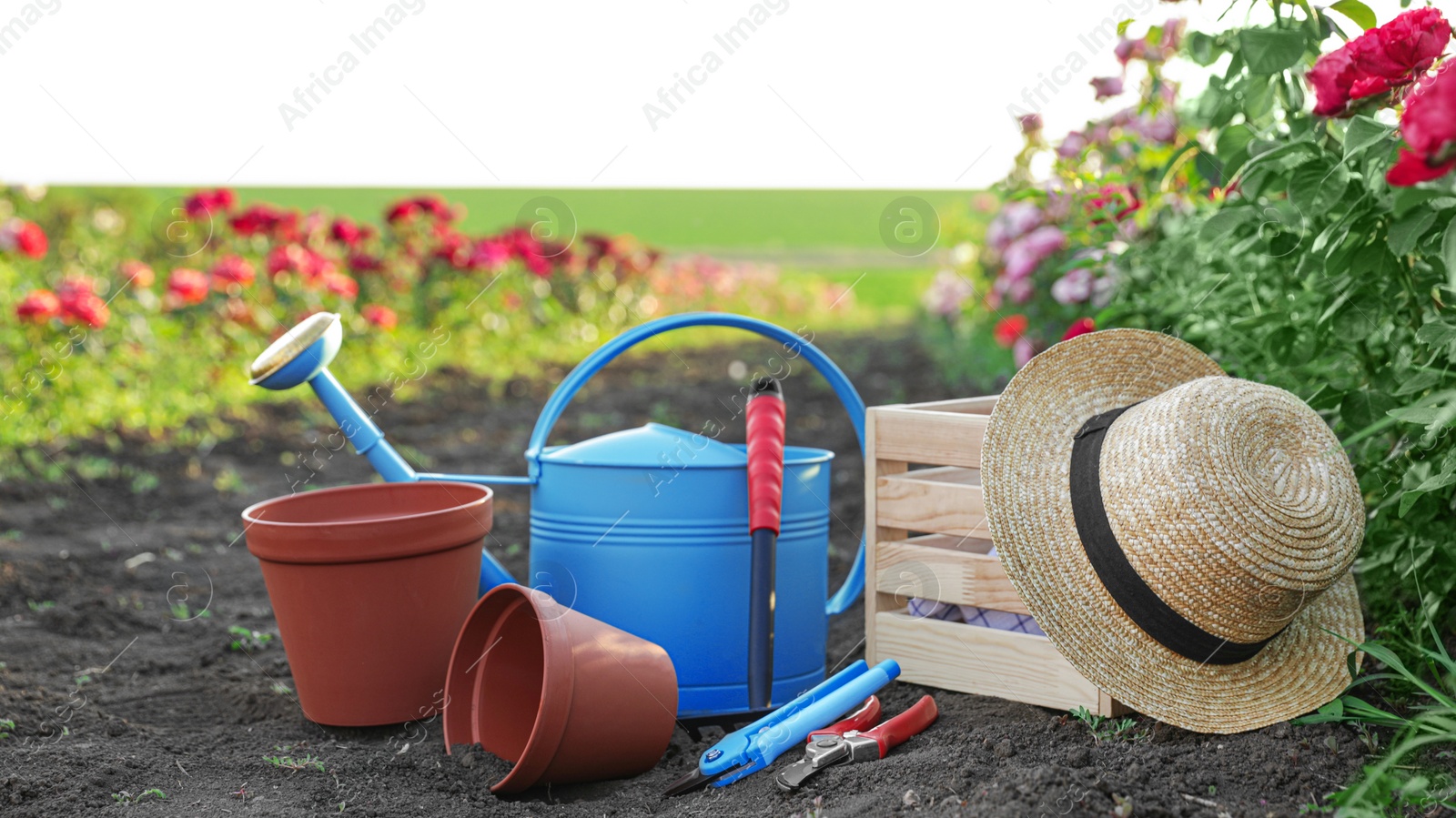 Photo of Straw hat, gardening tools and equipment near rose bushes outdoors