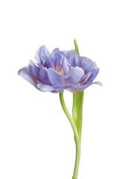 Image of Beautiful violet blue tulip isolated on white. Bright flower