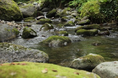 Picturesque view of mountain river, stones and green plants