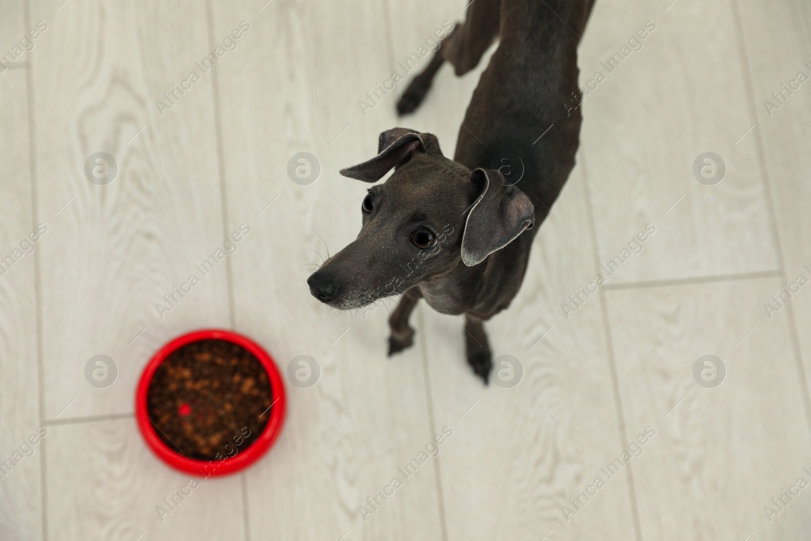 Photo of Italian Greyhound dog near feeding bowl at home, above view