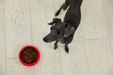 Italian Greyhound dog near feeding bowl at home, above view