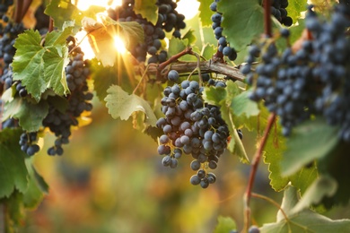 Photo of Fresh ripe juicy grapes growing on branches in vineyard