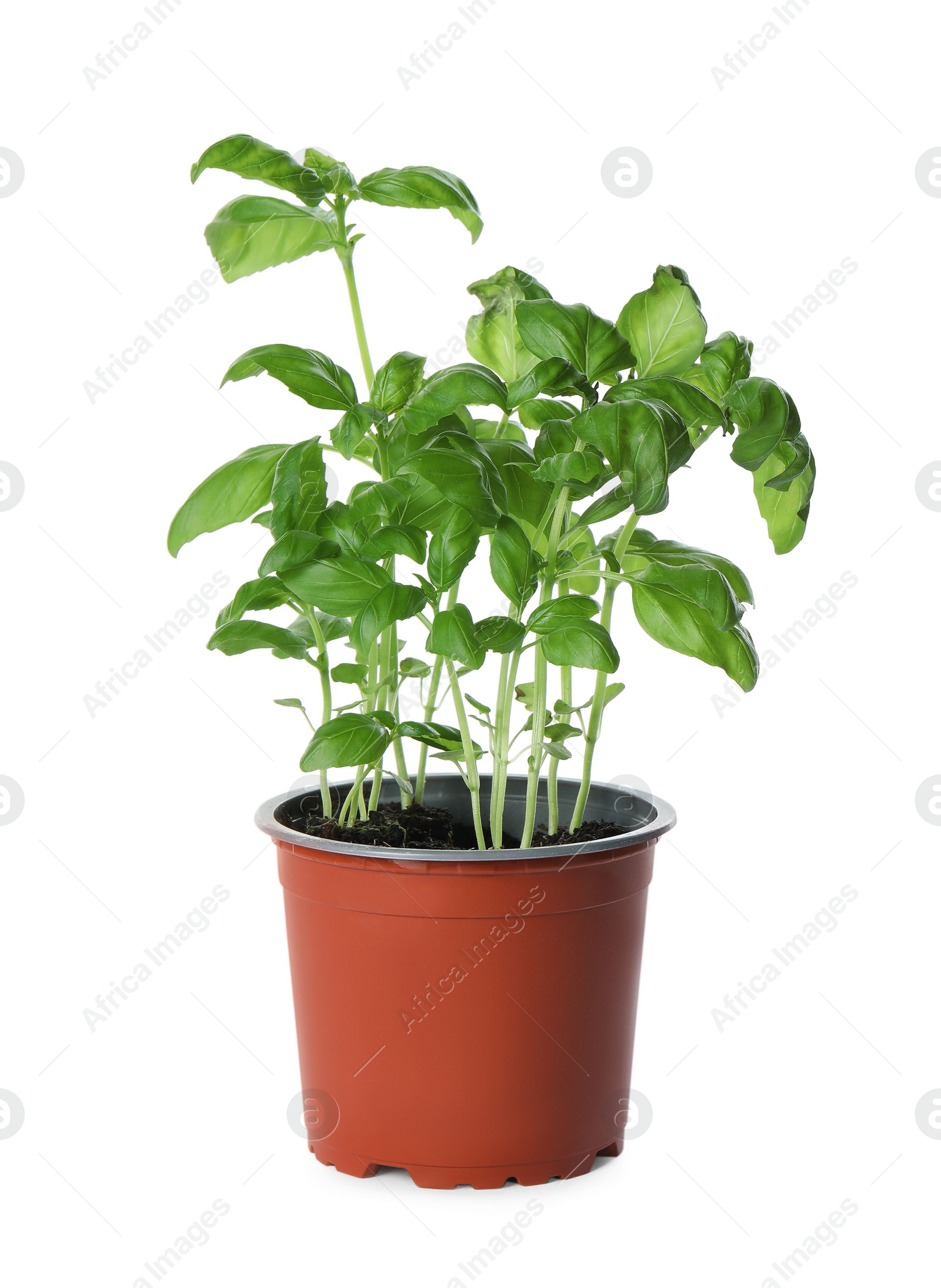 Photo of Aromatic green potted basil isolated on white