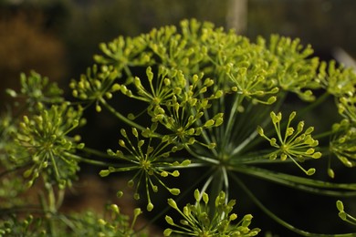 Photo of Fresh green dill flowers on blurred background, closeup