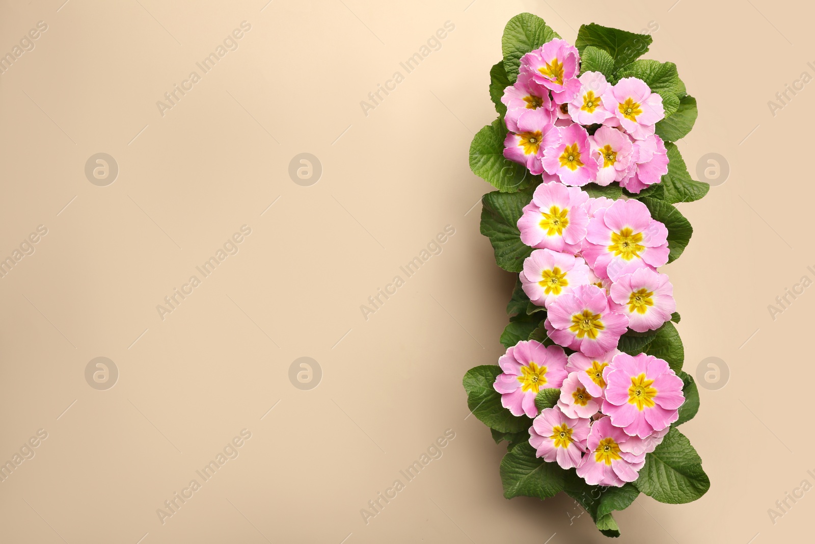 Photo of Beautiful pink primula (primrose) flowers on beige background, flat lay with space for text. Spring blossom