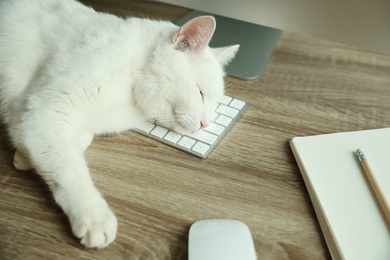 Adorable white cat sleeping on keyboard at workplace