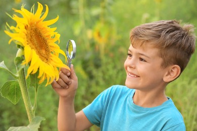 Photo of Cute little boy exploring honeybee on blooming sunflower in field. Child spending time in nature
