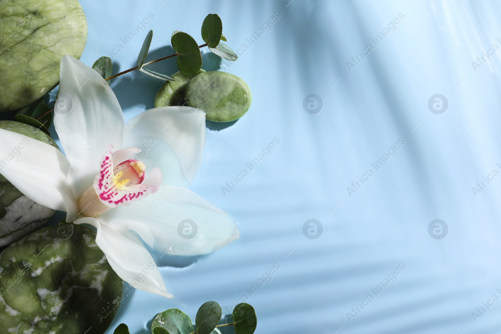 Photo of Beautiful orchid, spa stones and eucalyptus branch in water on light blue background, top view. Space for text