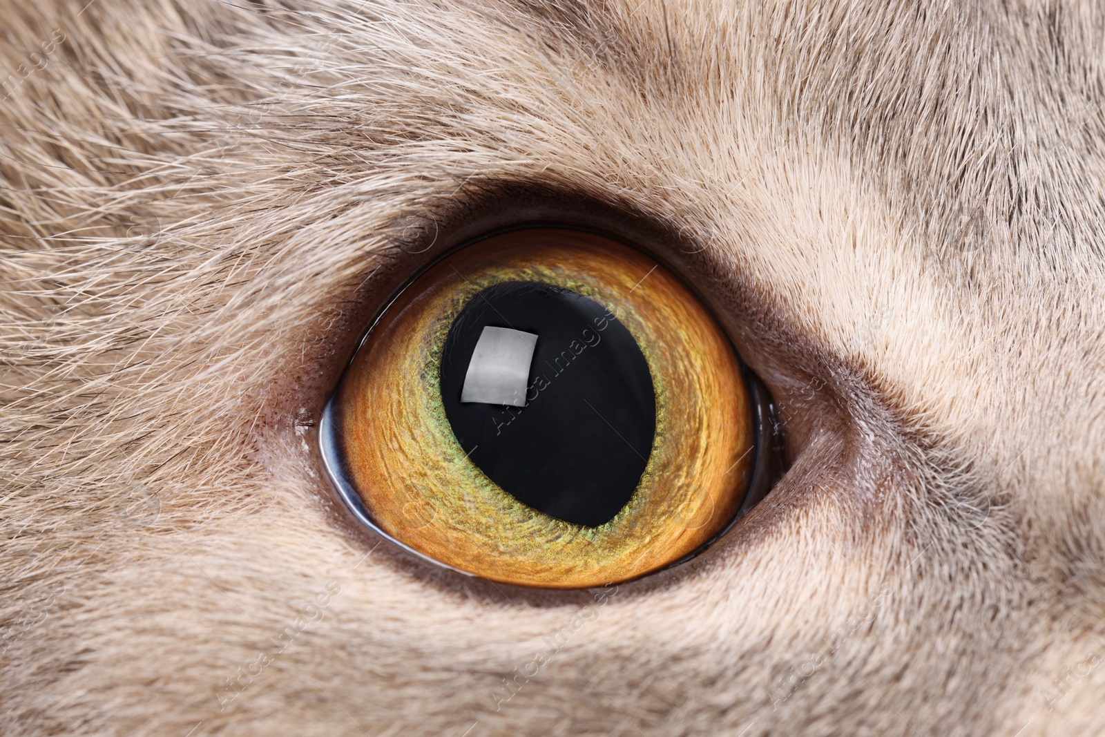 Photo of Cat, macro photo of right eye. Cute pet