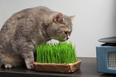 Cute cat near fresh green grass on wooden desk indoors