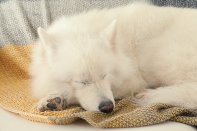 Photo of Adorable Samoyed dog sleeping on soft blanket