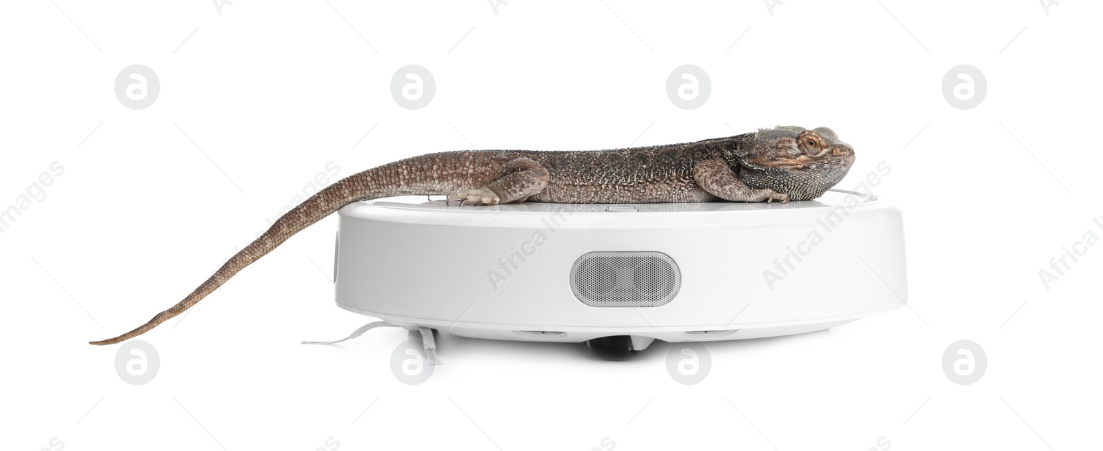 Photo of Robotic vacuum cleaner and bearded dragon lizard on white background