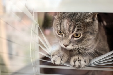 Photo of Cute tabby cat looking outside through window with blinds